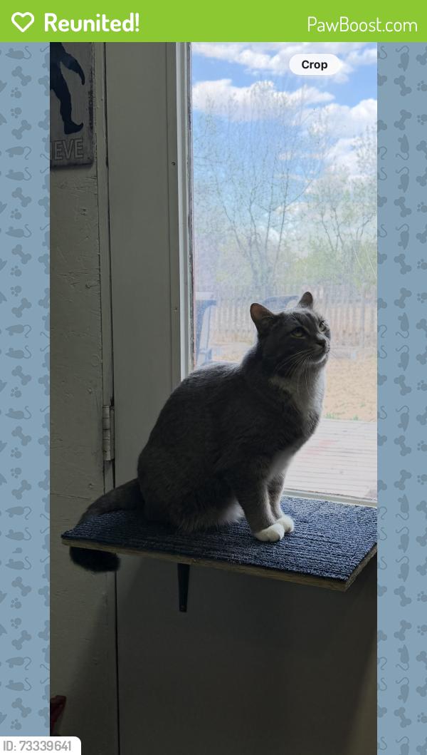 Reunited Female Cat last seen Rogers Park near Tyler Street, Fort Collins, CO 80521