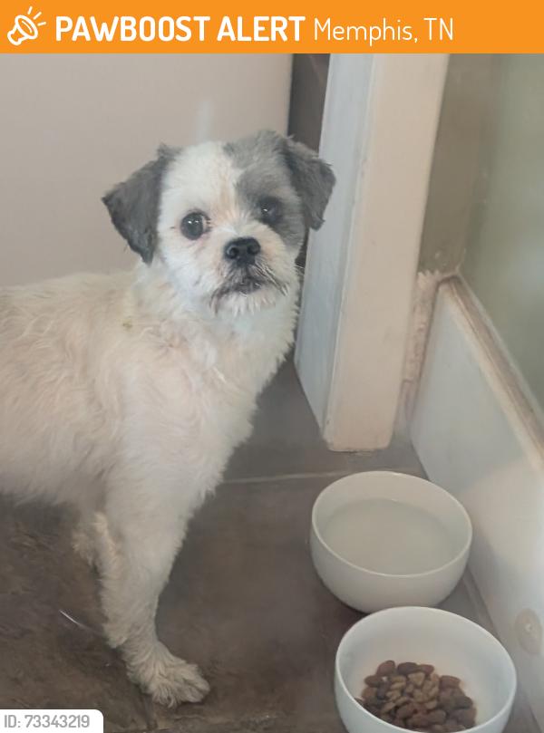 Found/Stray Female Dog last seen Zach H Curlin St and Walker Ave, Memphis, TN 38111