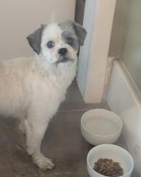 Found/Stray Female Dog last seen Zach H Curlin St and Walker Ave, Memphis, TN 38111