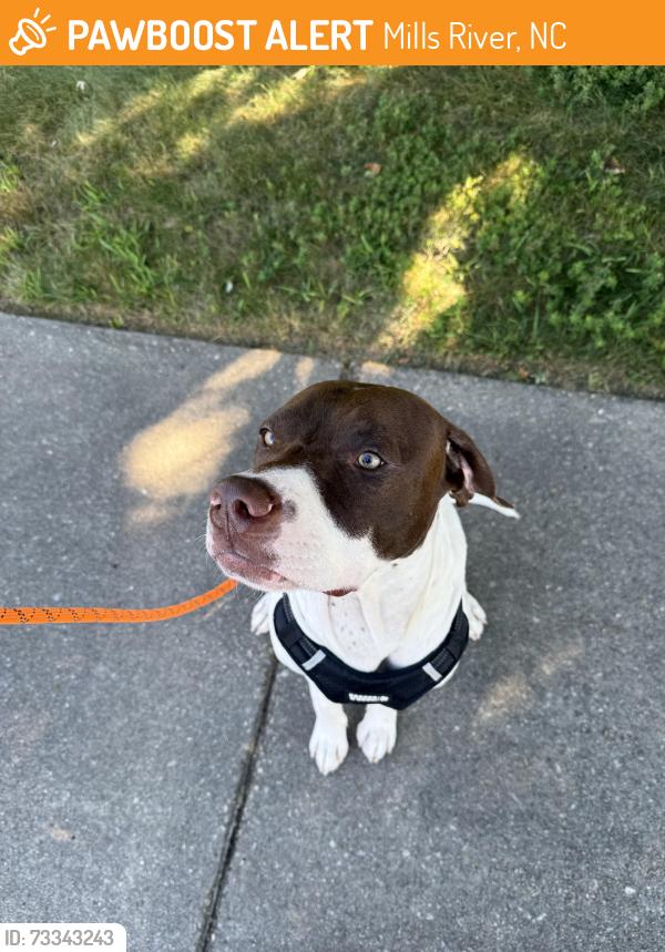 Found/Stray Male Dog last seen Butler Bridge Road, Mills River, NC 28732