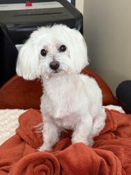 Reunited Male Dog last seen Belvedere Neighborhood, Dublin, OH 43016