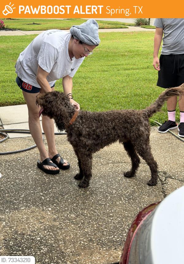 Found/Stray Male Dog last seen Chapel Ridge and Bellchase, Spring, TX 77373