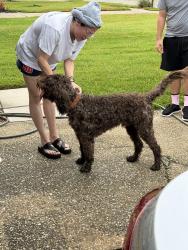 Found/Stray Male Dog last seen Chapel Ridge and Bellchase, Spring, TX 77373
