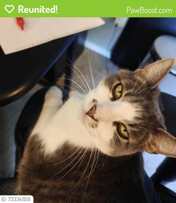 Reunited Female Cat last seen SE Brookwood Ave and E Main St, Hillsboro, OR 97123