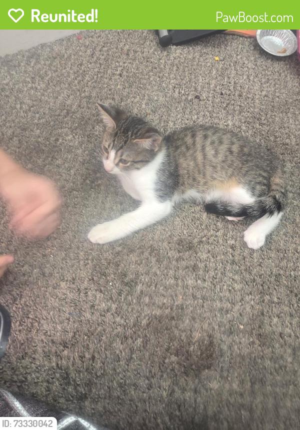 Reunited Male Cat last seen Saw in front on hse, Spring Hill, FL 34606