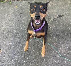 Reunited Female Dog last seen North end, Hartford, Hartford, CT 06120