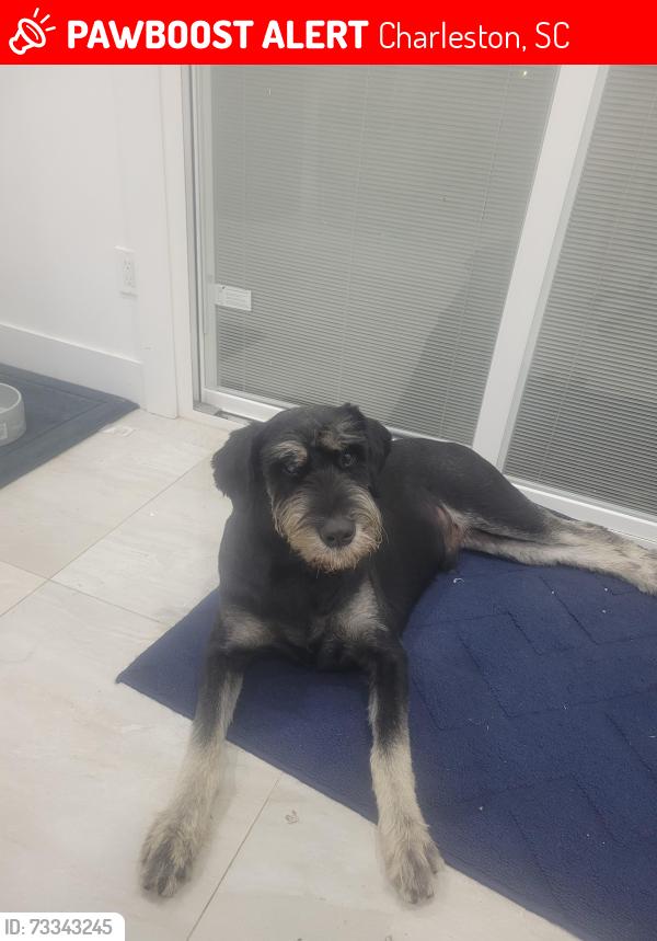 Lost Male Dog last seen Birkenhead Drive, Charleston, SC 29414
