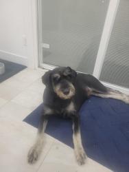 Lost Male Dog last seen Birkenhead Drive, Charleston, SC 29414