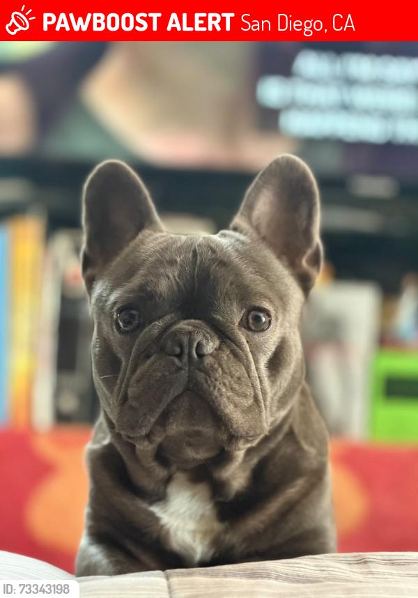 Lost Male Dog last seen Nelson st 92115, San Diego, CA 92115
