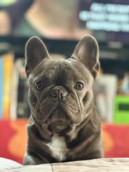Lost Male Dog last seen Nelson st 92115, San Diego, CA 92115