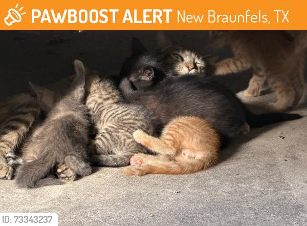 Found/Stray Female Cat last seen Elliott Knox Bridge, New Braunfels, TX 78130