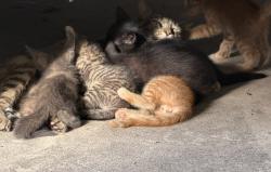 Found/Stray Female Cat last seen Elliott Knox Bridge, New Braunfels, TX 78130