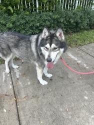 Reunited Male Dog last seen SW 15th St & SW 4th Ave, Fort Lauderdale, FL 33312