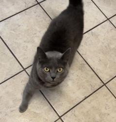 Lost Female Cat last seen Amy street, Sunbury, PA 17801