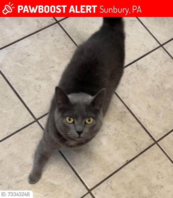 Lost Female Cat last seen Amy street, Sunbury, PA 17801