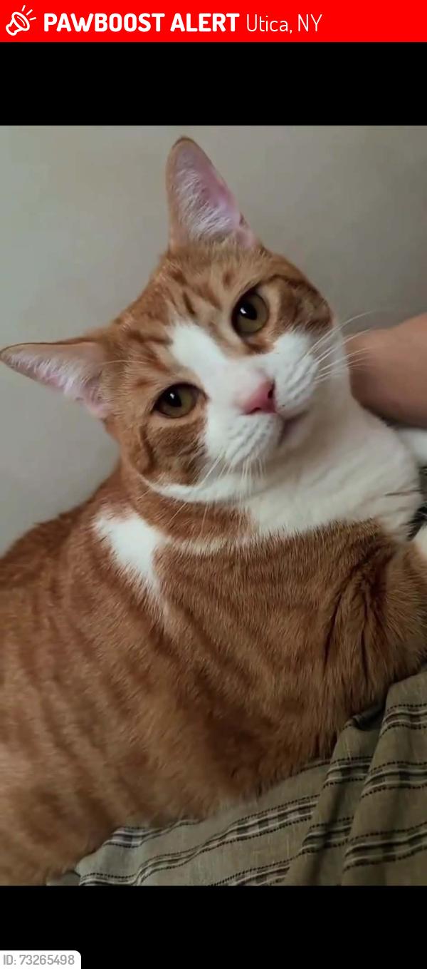 Lost Male Cat last seen Near kossuth ave, Utica, NY 13501