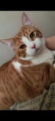 Lost Male Cat last seen Near kossuth ave, Utica, NY 13501