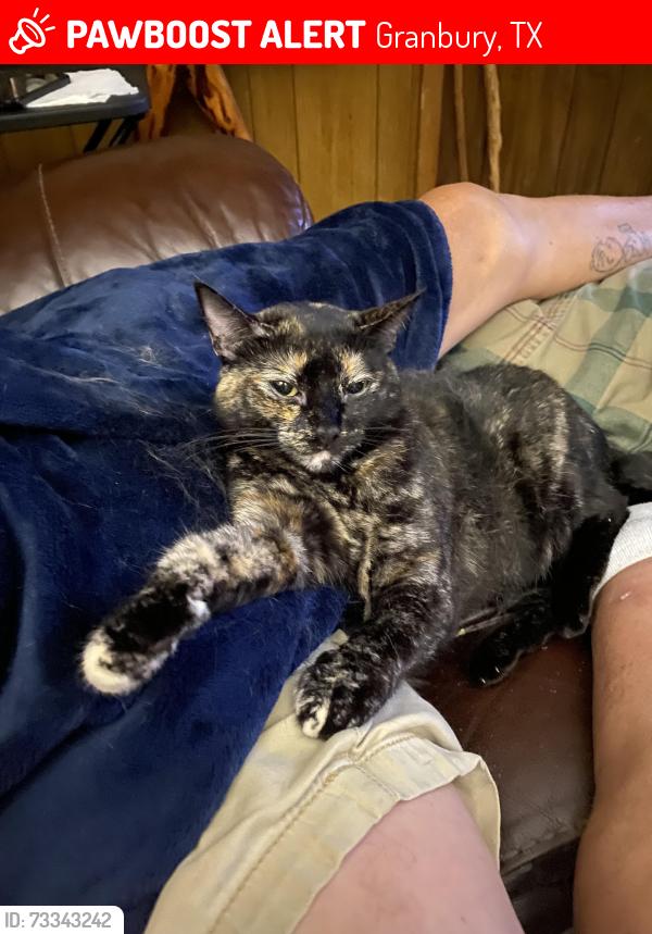 Lost Female Cat last seen Comanche Harbor Apache Ridge/Scenic area, Granbury, TX 76048