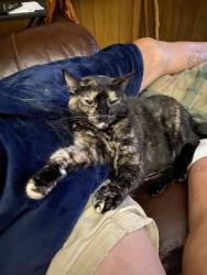 Lost Female Cat last seen Comanche Harbor Apache Ridge/Scenic area, Granbury, TX 76048
