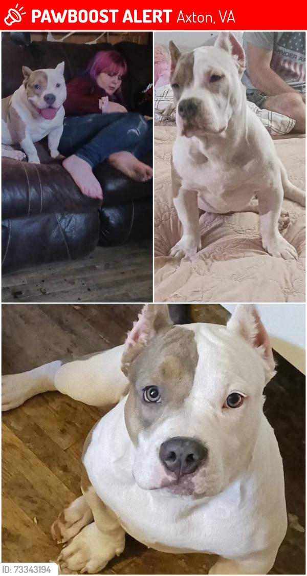 Lost Male Dog last seen Freedom baptist church, Axton, VA 24054