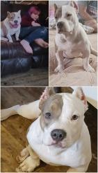 Lost Male Dog last seen Freedom baptist church, Axton, VA 24054