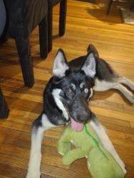 Reunited Female Dog last seen 61st ave, Fridley, MN 55432