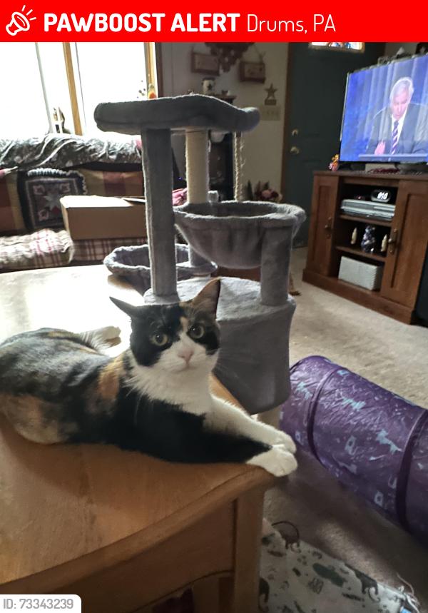 Lost Female Cat last seen Route 309, Drums, PA 18222