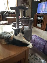 Lost Female Cat last seen Route 309, Drums, PA 18222