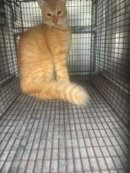 Shelter Stray Unknown Cat last seen Bexar County, 3353 Morningside Dr, New Braunfels, TX 78132, USA