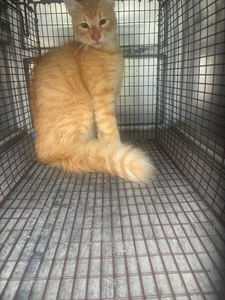 Shelter Stray Unknown Cat last seen Bexar County, 3353 Morningside Dr, New Braunfels, TX 78132, USA