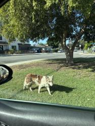 Found/Stray Unknown Dog last seen Arroyo Ave &’ Dudley, Pomona, CA 91768
