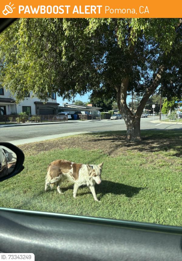 Found/Stray Unknown Dog last seen Arroyo Ave &’ Dudley, Pomona, CA 91768