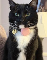 Lost Female Cat last seen Los Arabis Drive, Lafayette, CA 94549