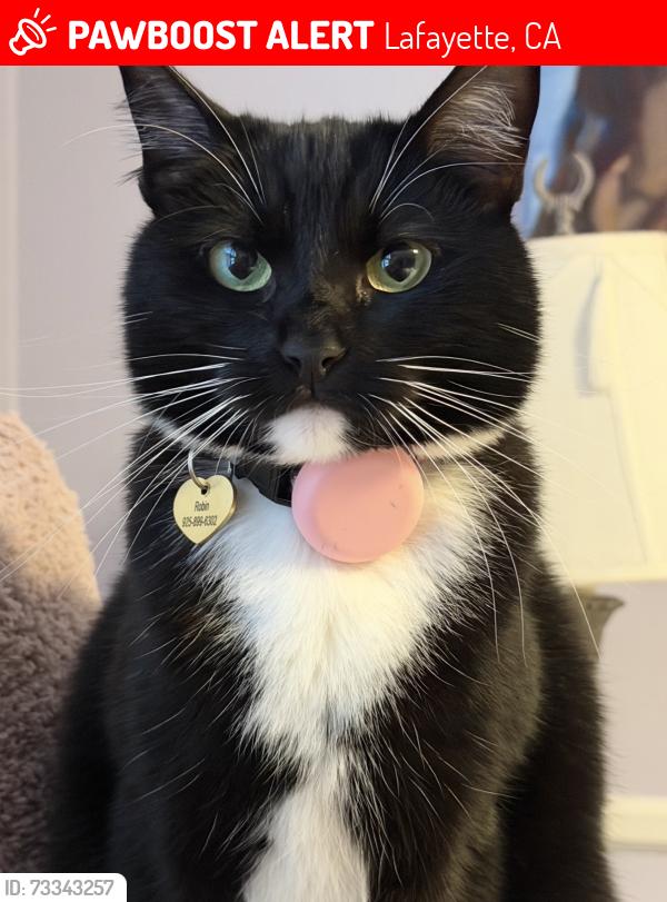 Lost Female Cat last seen Los Arabis Drive, Lafayette, CA 94549