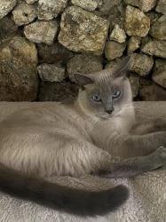 Lost Male Cat last seen Middle valley road, Middle Valley, TN 37343