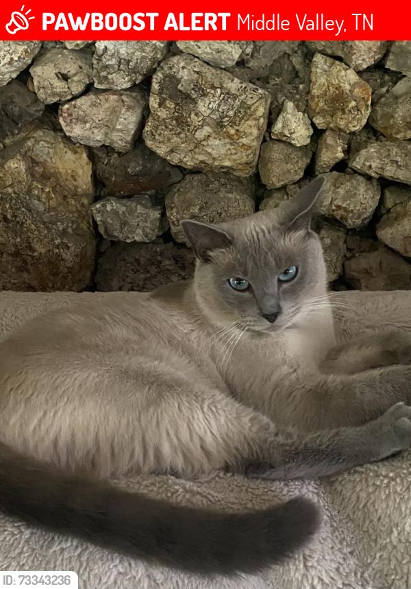 Lost Male Cat last seen Middle valley road, Middle Valley, TN 37343