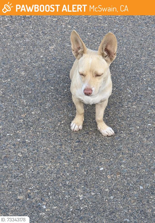Found/Stray Male Dog last seen Taylor Jean and Split Oak Drive, McSwain, CA 95301