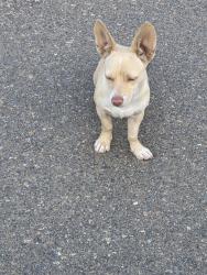 Found/Stray Male Dog last seen Taylor Jean and Split Oak Drive, McSwain, CA 95301