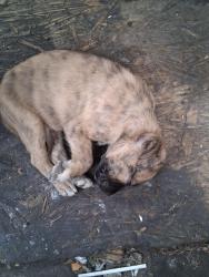 Lost Female Dog last seen 53rd st and denker, Los Angeles, CA 90062