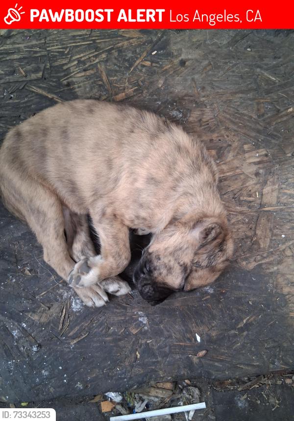 Lost Female Dog last seen 53rd st and denker, Los Angeles, CA 90062