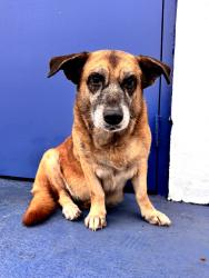 Found/Stray Female Dog last seen Near st and 36 ave Hialeah Fl, Doral, FL 33178