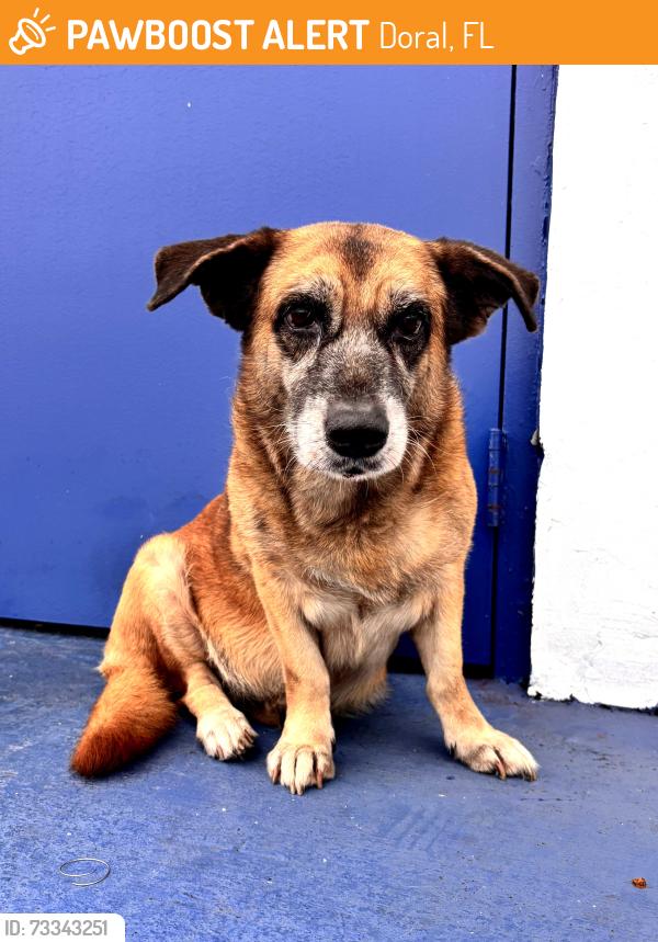 Found/Stray Female Dog last seen Near st and 36 ave Hialeah Fl, Doral, FL 33178