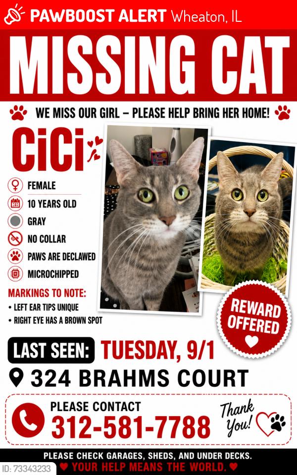 Lost Female Cat last seen Near Brahms Court, Wheaton, IL 60189, Wheaton, IL 60189