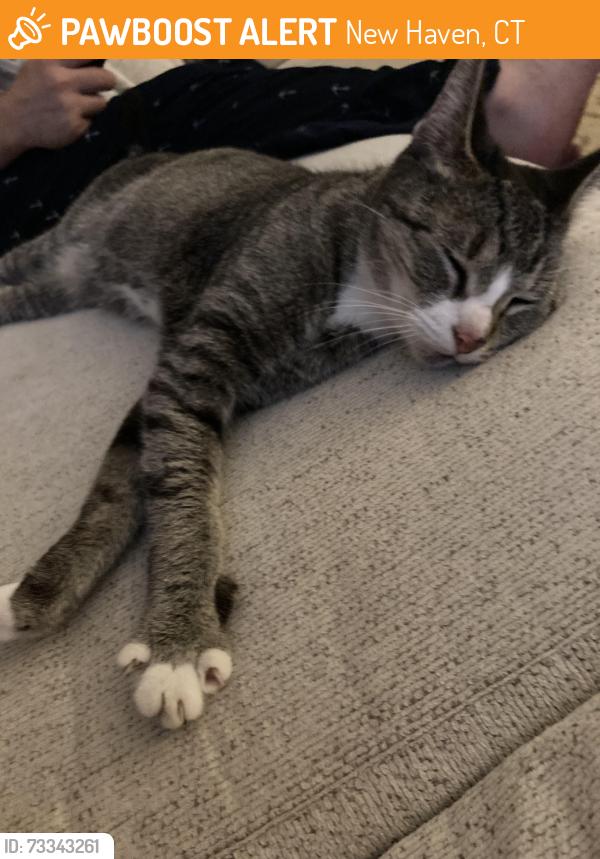 Found/Stray Unknown Cat last seen Griswold Triangle Park, New Haven, CT 06513