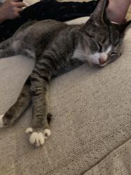 Found/Stray Unknown Cat last seen Griswold Triangle Park, New Haven, CT 06513