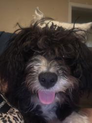 Lost Female Dog last seen mckinley and blackstone, Fresno, CA 93728