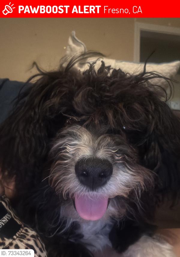 Lost Female Dog last seen mckinley and blackstone, Fresno, CA 93728