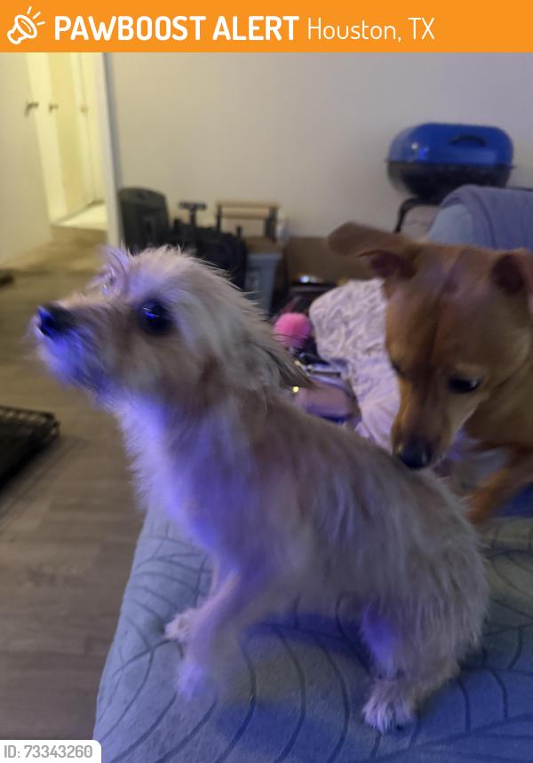 Found/Stray Female Dog last seen CROSSTIMBERS and Bauman, Houston, TX 77022