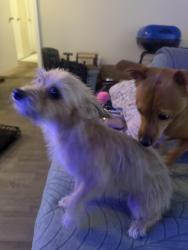 Found/Stray Female Dog last seen CROSSTIMBERS and Bauman, Houston, TX 77022