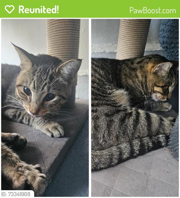 Reunited Male Cat last seen NW 28th St. Pompano Beach, 33064, Pompano Beach, FL 33064